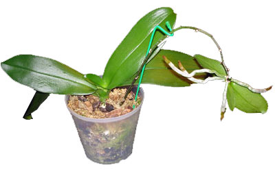 Keiki on a Phalaenopsis